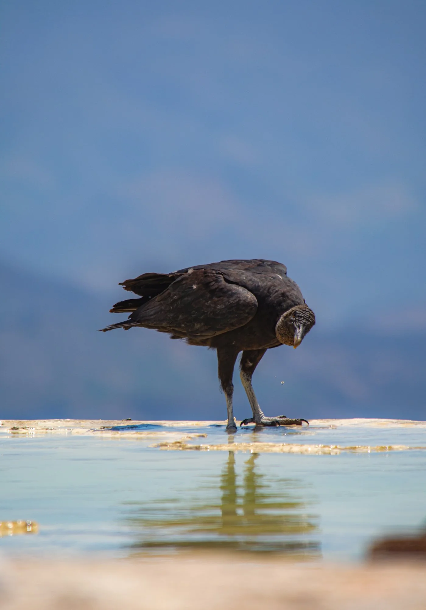 bird agua-2.jpg