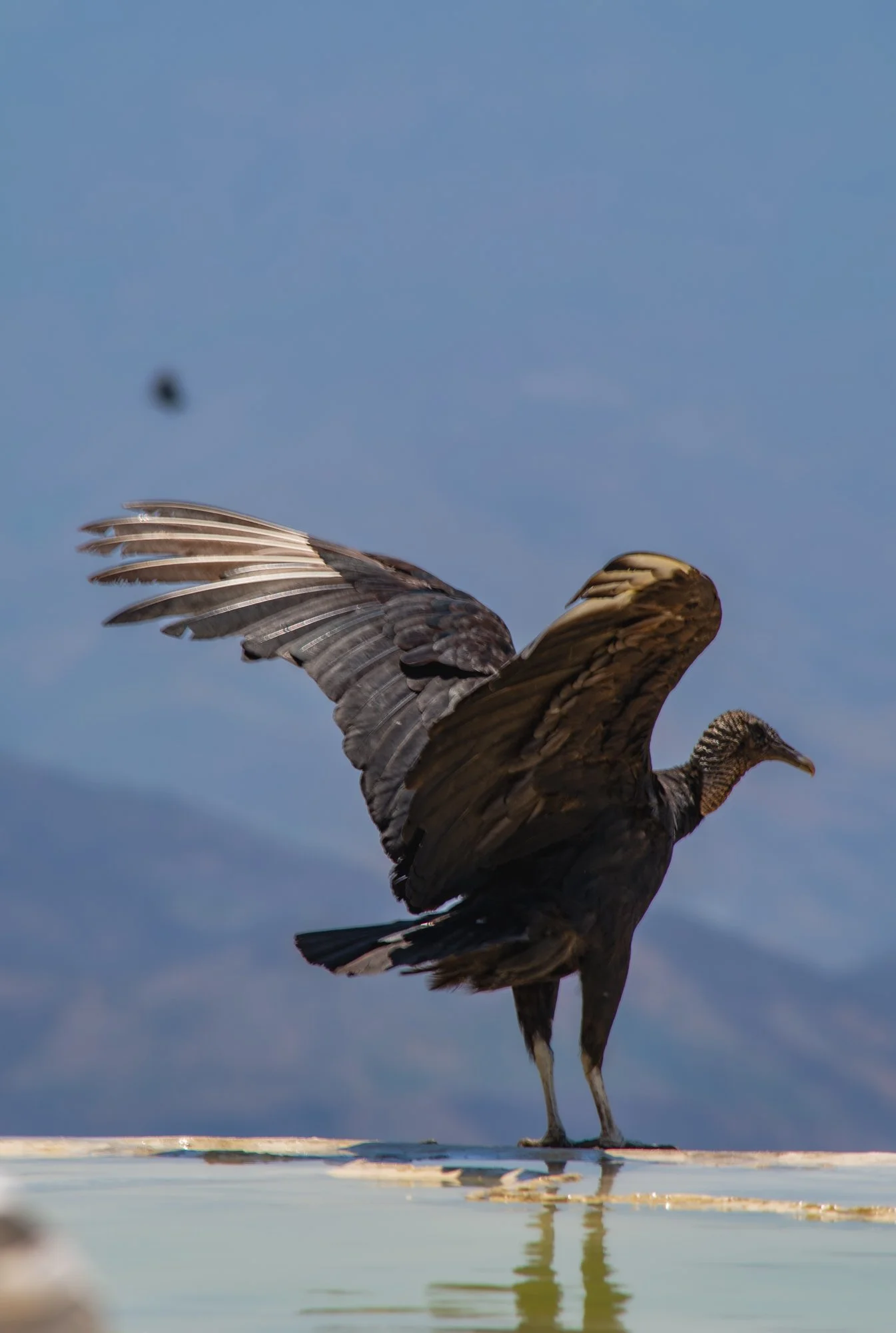bird agua.jpg
