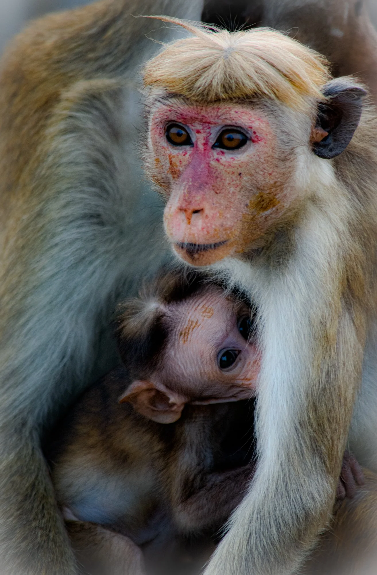 monkey baby -15.jpg