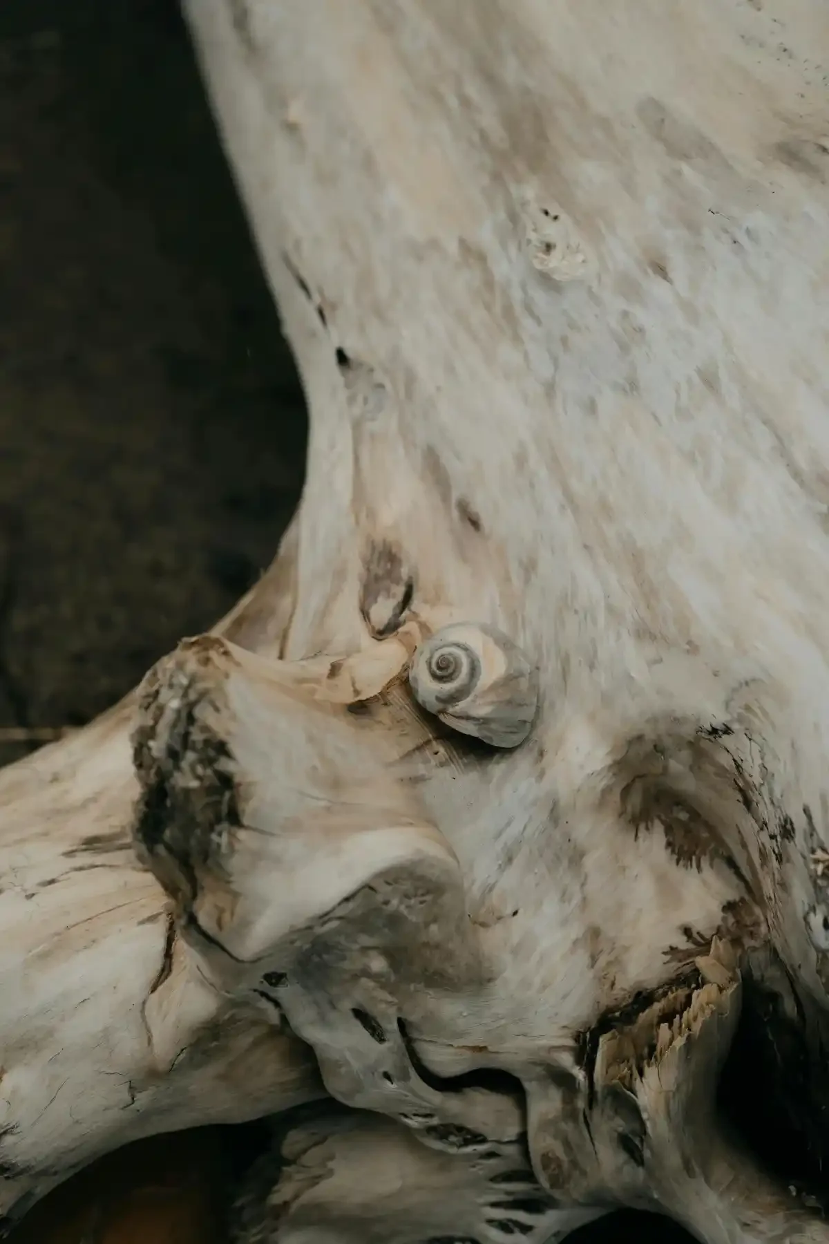 Weathered driftwood log with a tiny spiral snail shell nestled in its pale, textured grain.