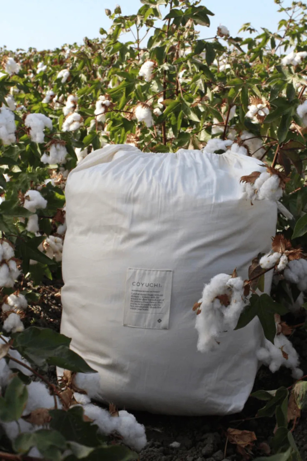 Coyuchi organic cotton bedding.
