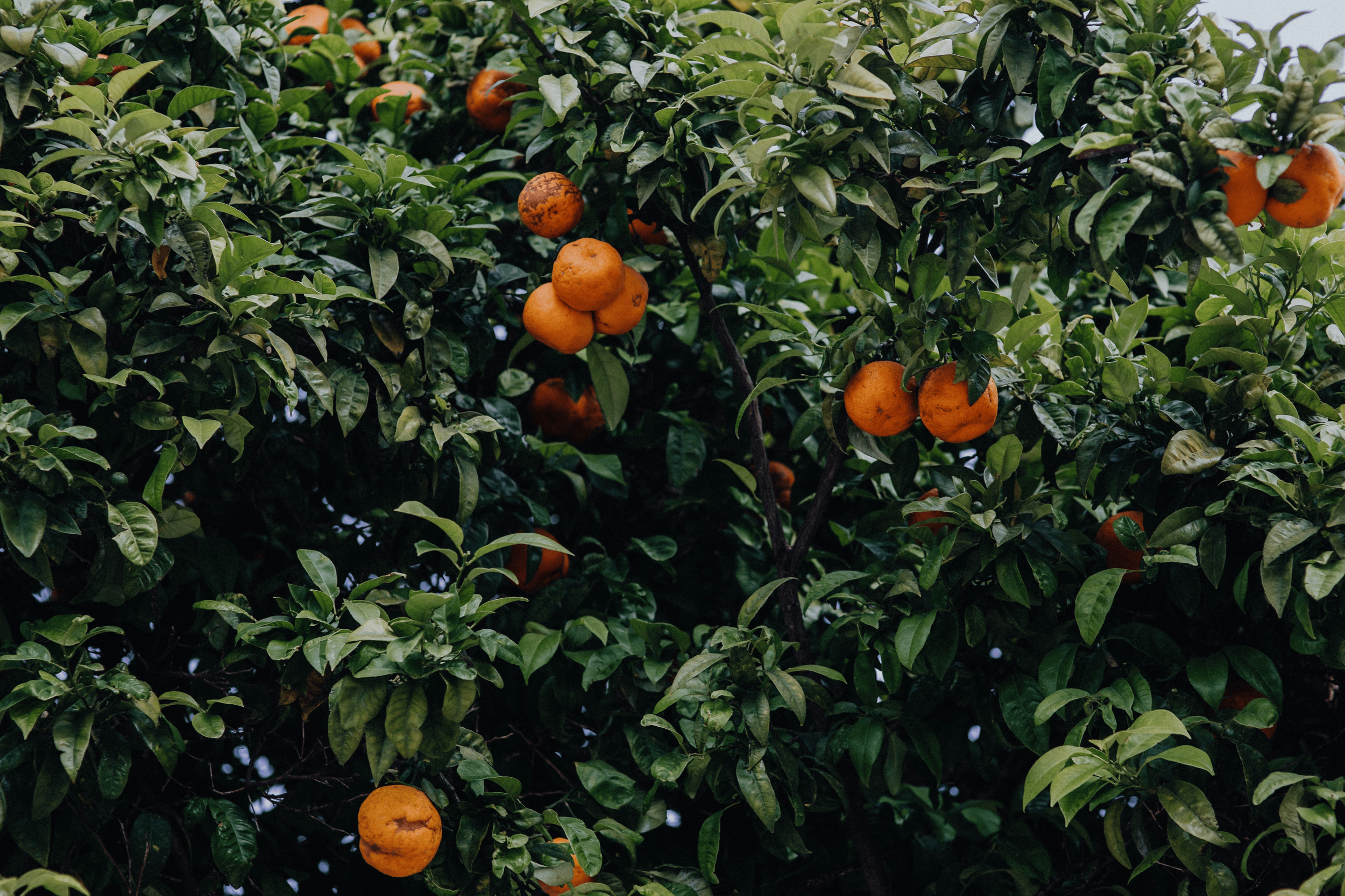 Seasonal Eating: Peak Harvest for Radiant Health