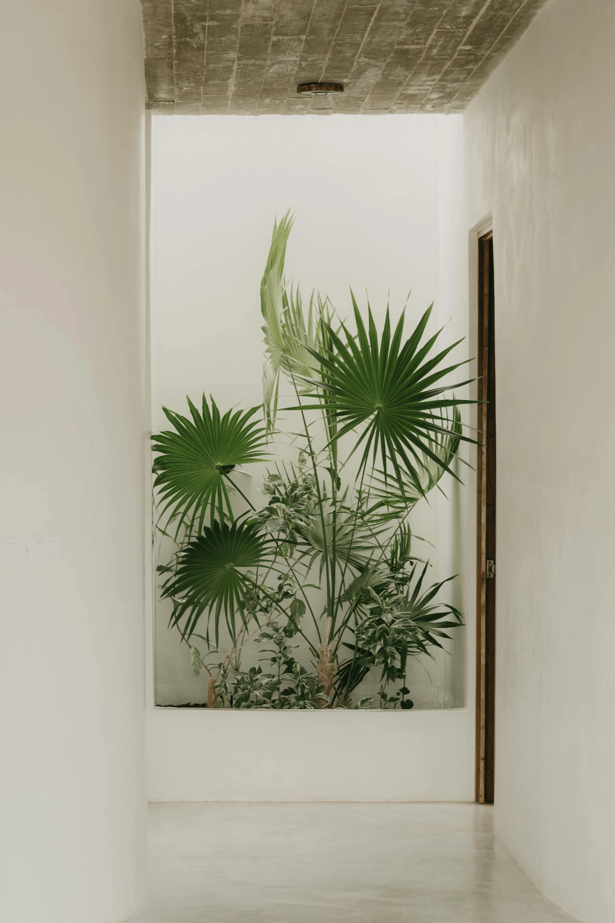 Minimal hallway niche filled with vibrant fan palms.
