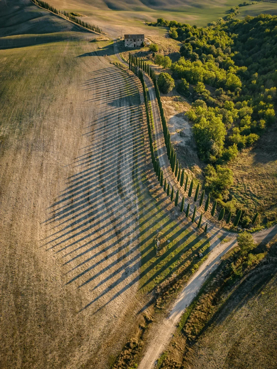 Drone view of a Tuscan farmhouse and curving cypress-lined driveway casting long shadows across rolling golden fields.