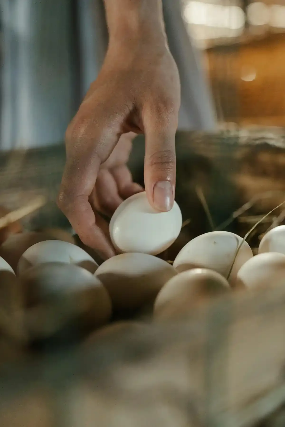 Person gently selecting a free-range egg from a straw-lined nest full of fresh eggs.