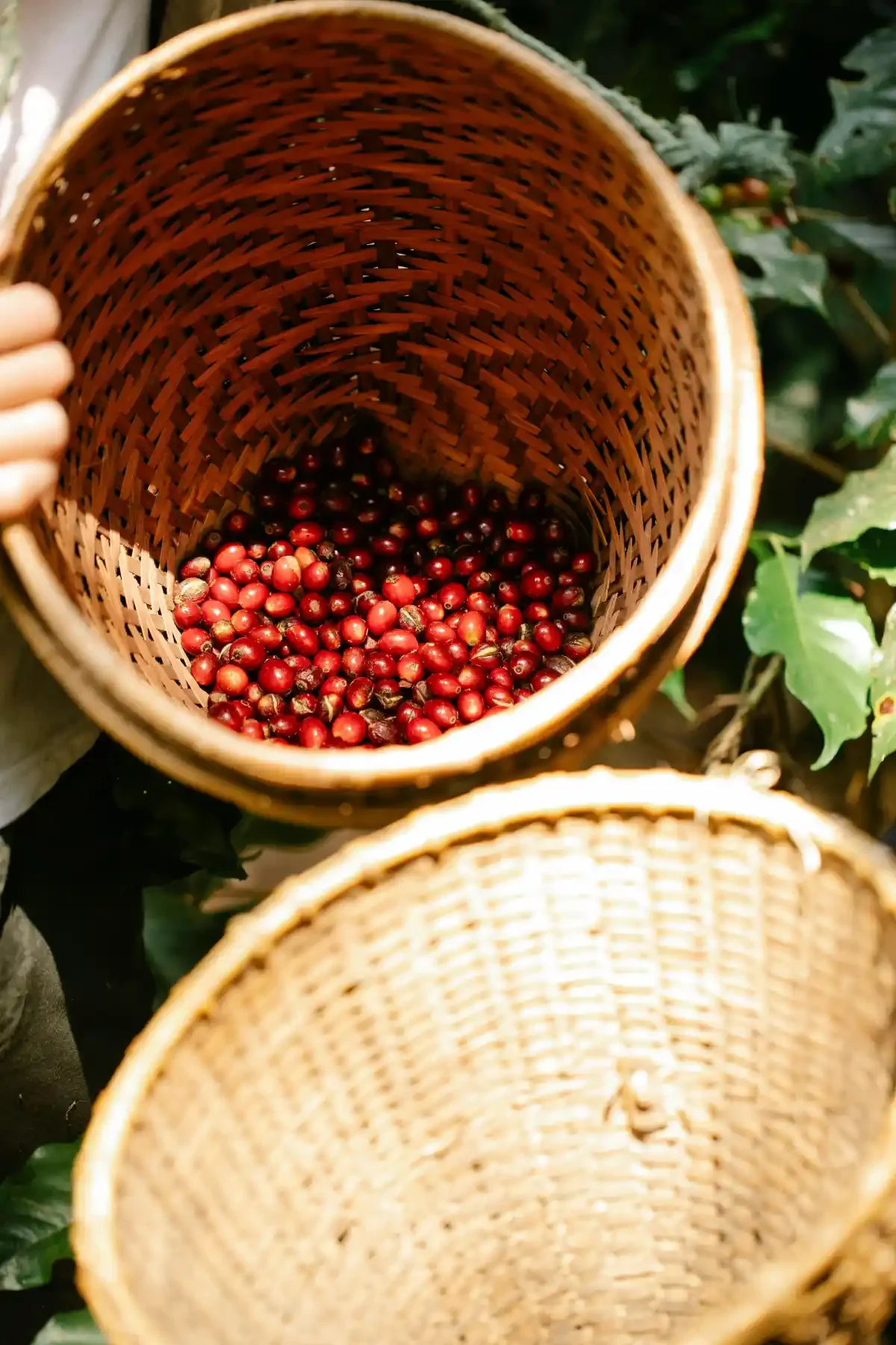 Handwoven basket half-filled with freshly picked red coffee cherries beside lush coffee leaves.
