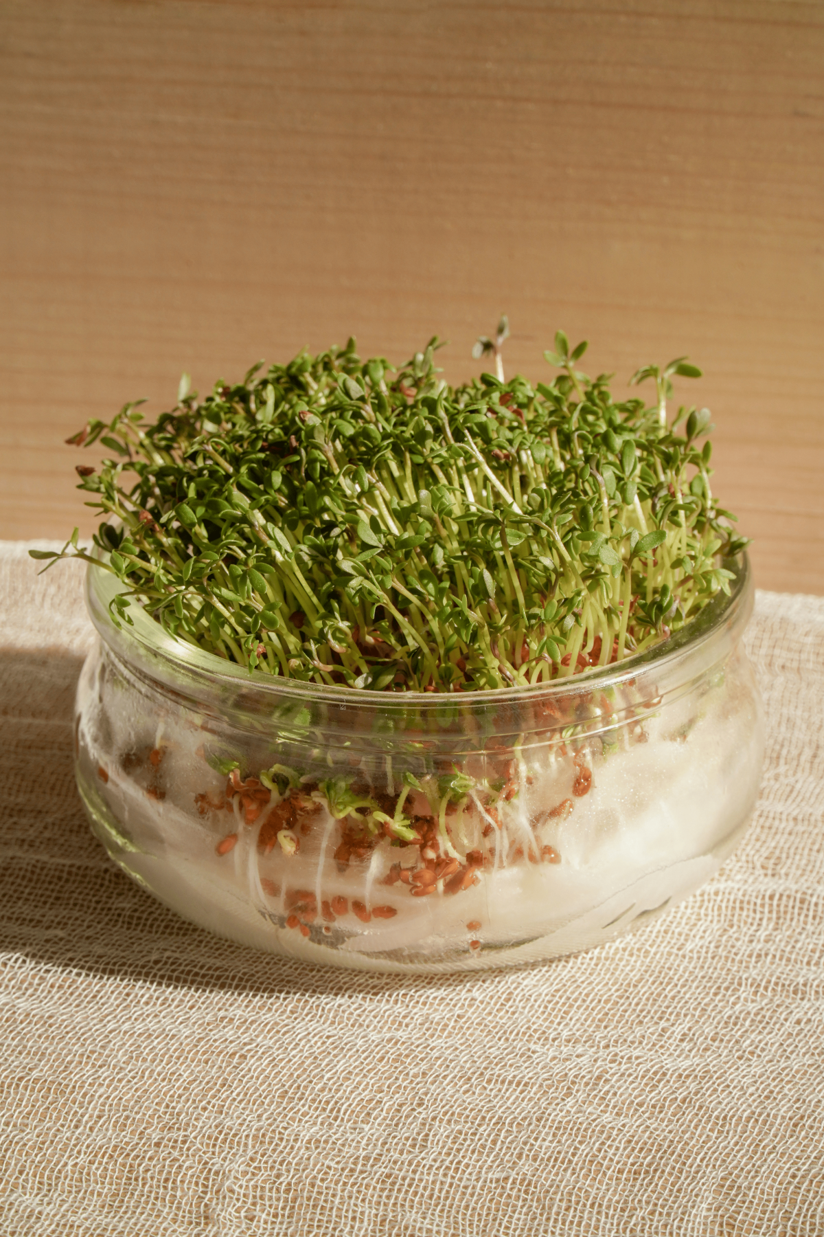 sprouting-cress-microgreens-glass-jar.webp