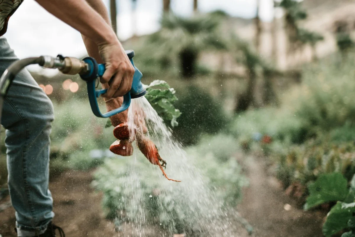 Close-up of carrots being sprayed clean with a garden hose, water droplets sparkling mid-air.