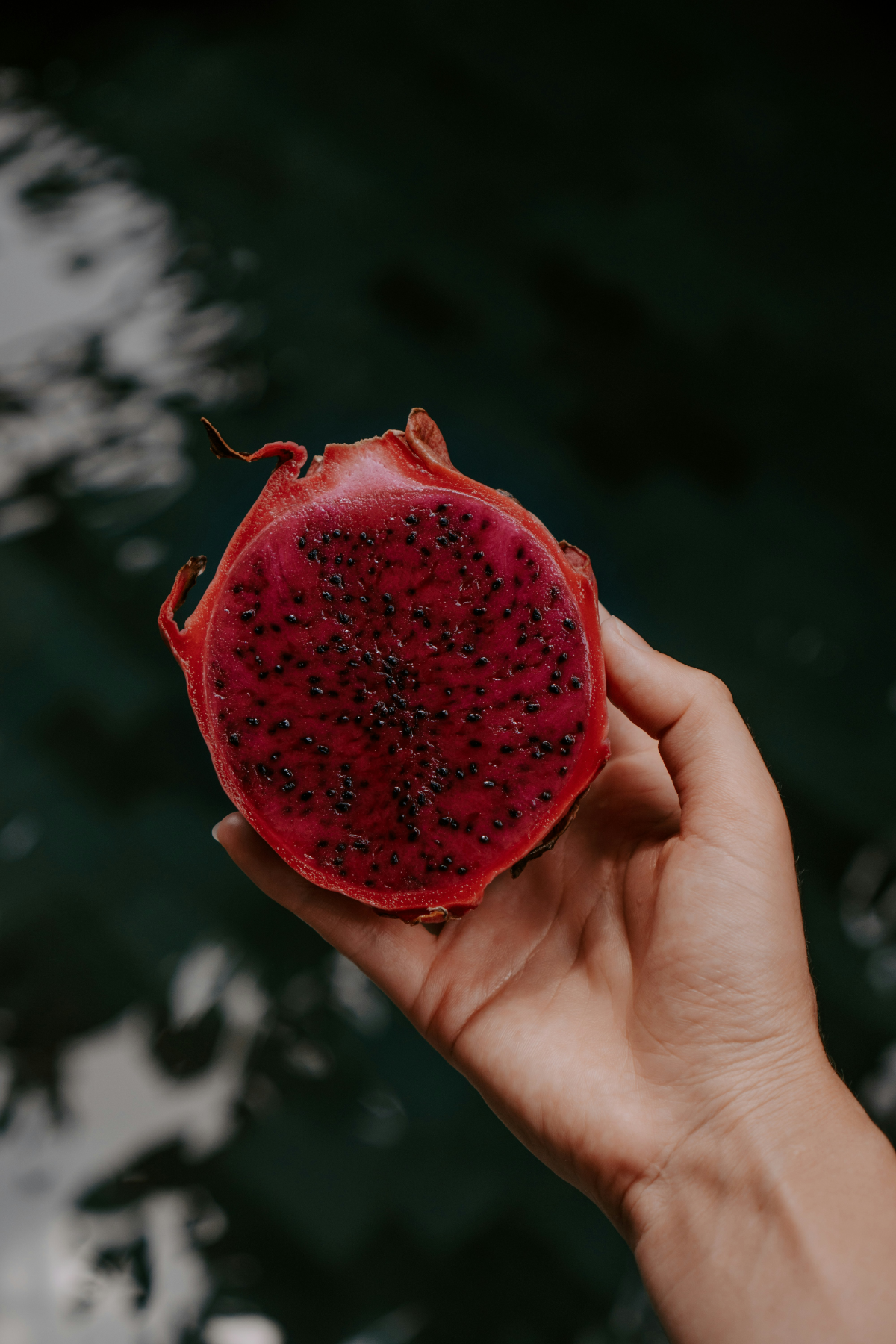 Hand holding red dragon fruit.