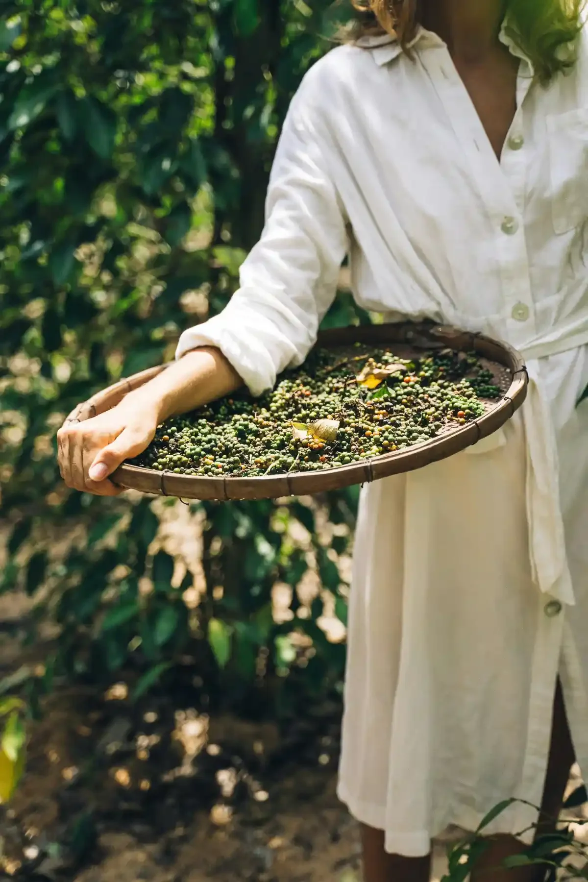 Woman in white linen dress holding round tray loaded with freshly harvested green peppercorns.
