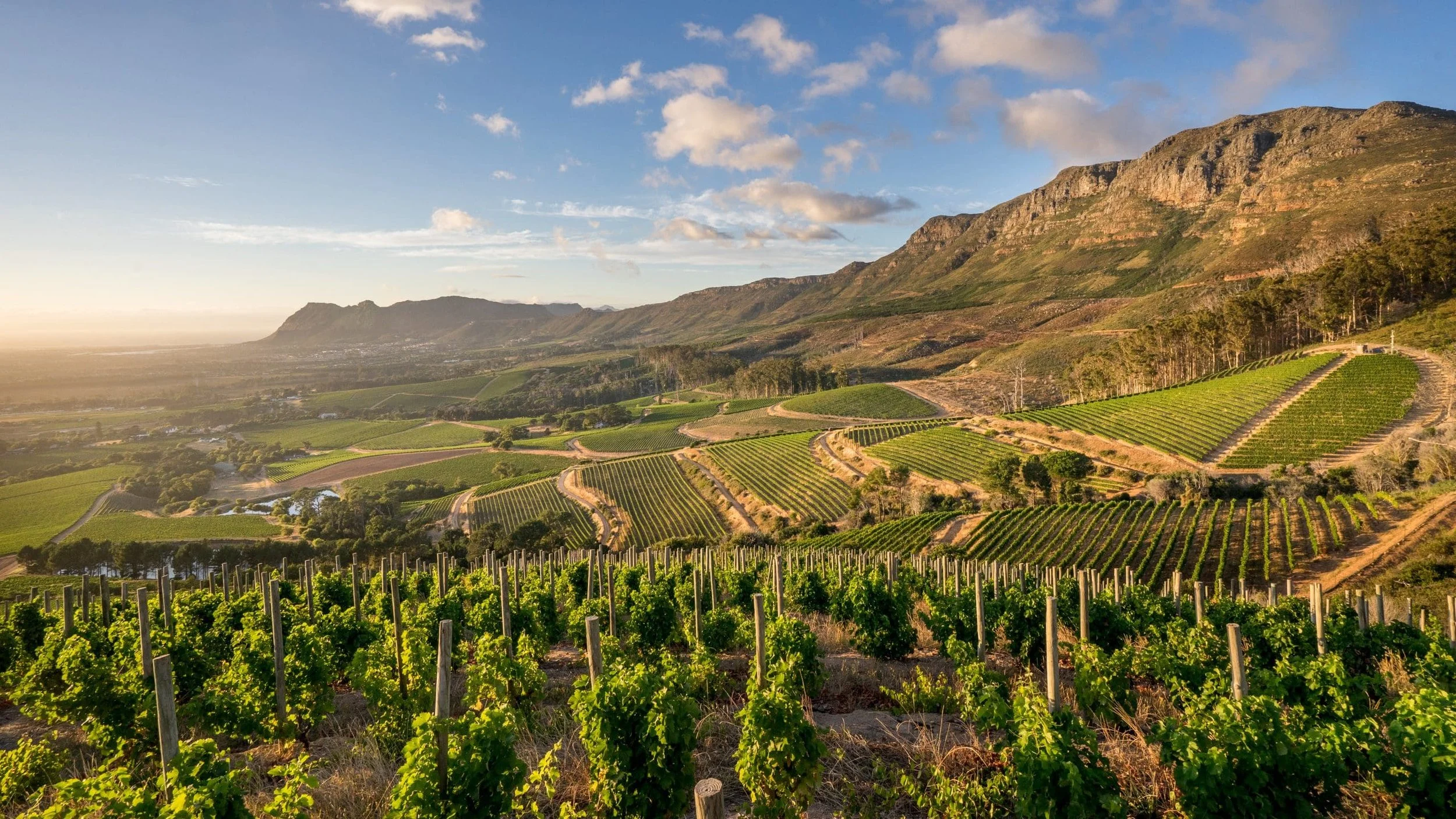 Klein Constantia’s vineyard rows in Constantia Valley at golden hour.