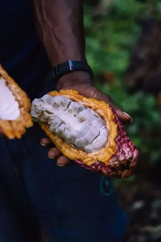  Hand presents a freshly split ripe cacao pod, revealing glistening white beans amid lush Panamanian jungle. 