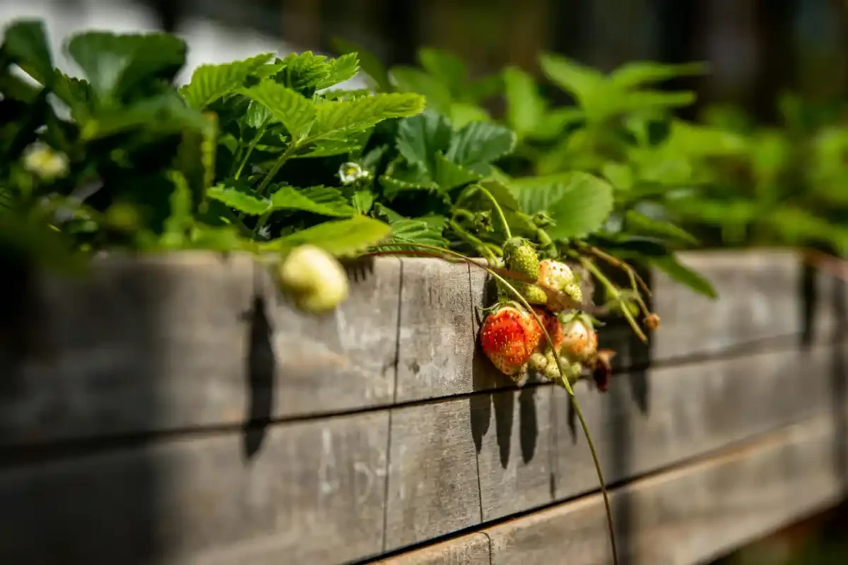 Pale and blushing strawberries dangle over the edge of a weathered wooden raised bed, foliage glowing green.