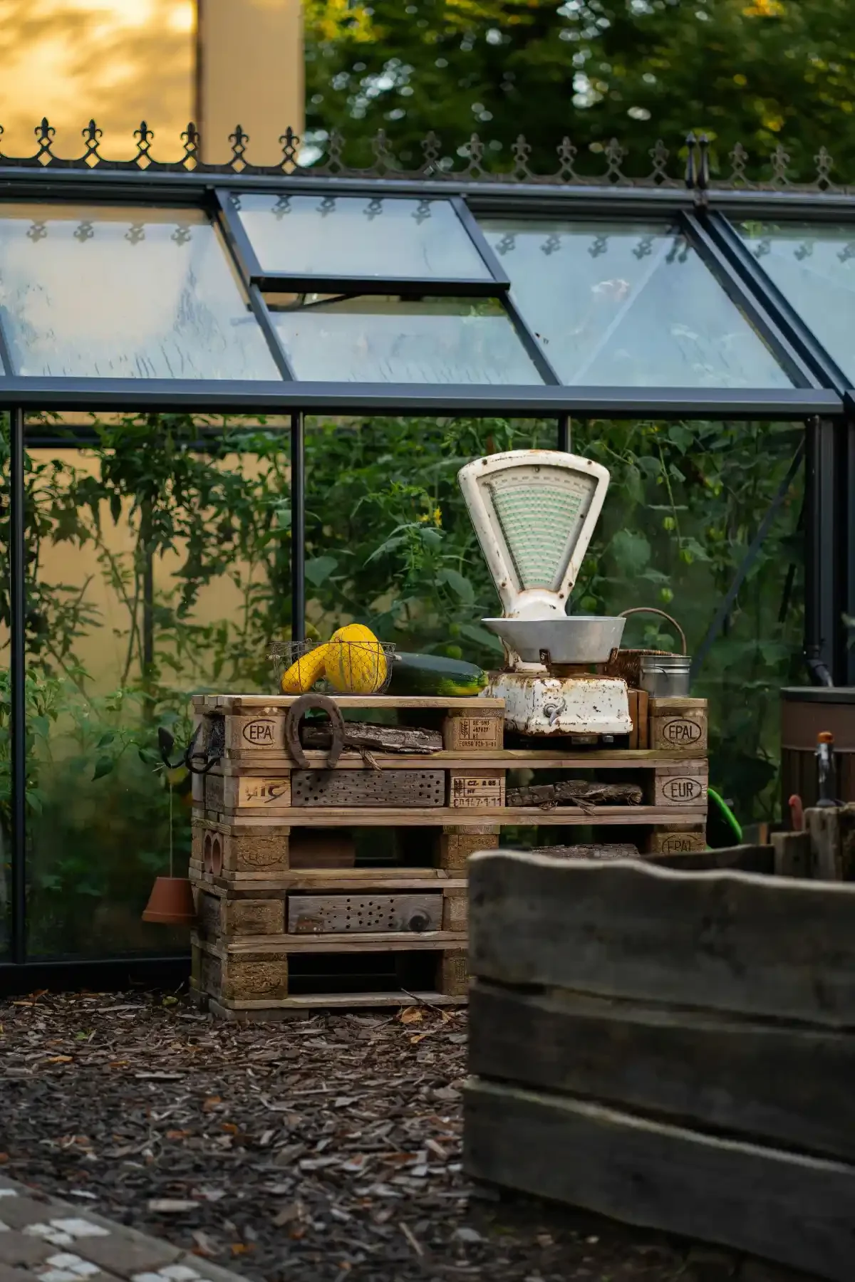 Vintage scale and harvested squash rest on pallet workbench inside misted-glass greenhouse with tomato vines behind.