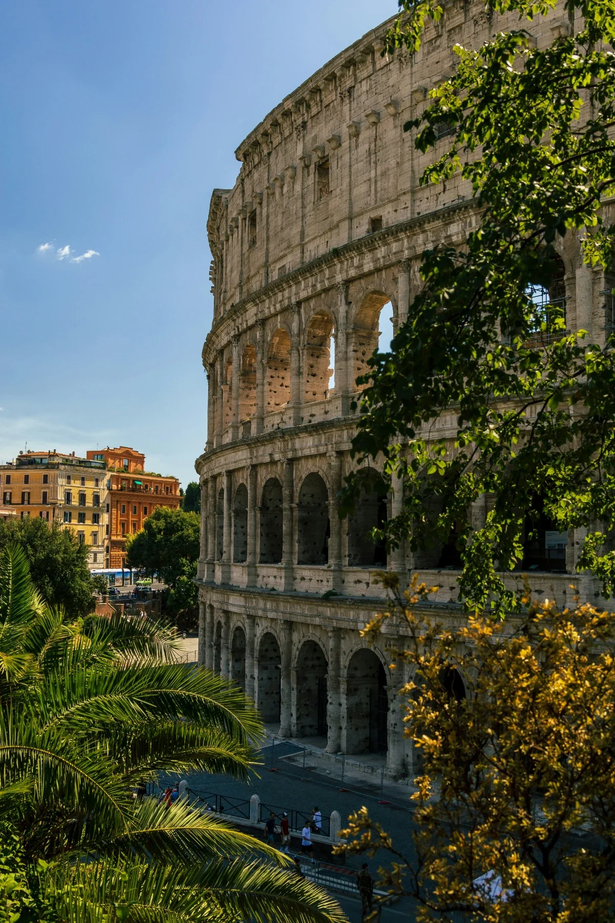 Partially shaded view of Colosseum with foreground palm fronds and city buildings.