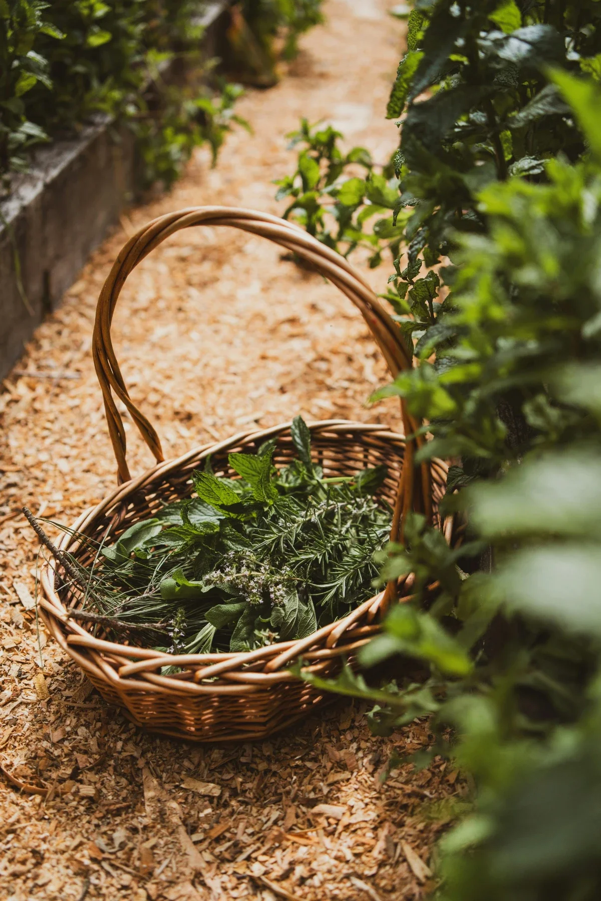 Wicker basket of freshly cut garden herbs rests on a wood-chip path amid lush green beds.