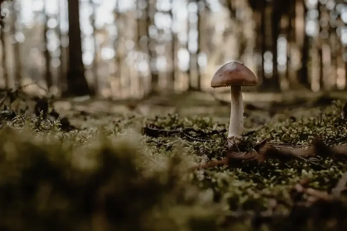  Tiny brown mushroom rises from leaf litter and twigs, softly lit by fading forest evening light. 