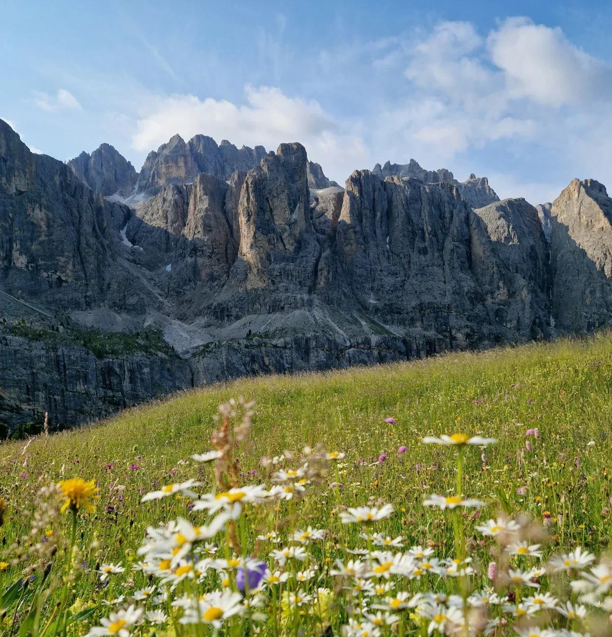  Daisies sway in a summer alpine meadow below the jagged limestone peaks of the Dolomites. 