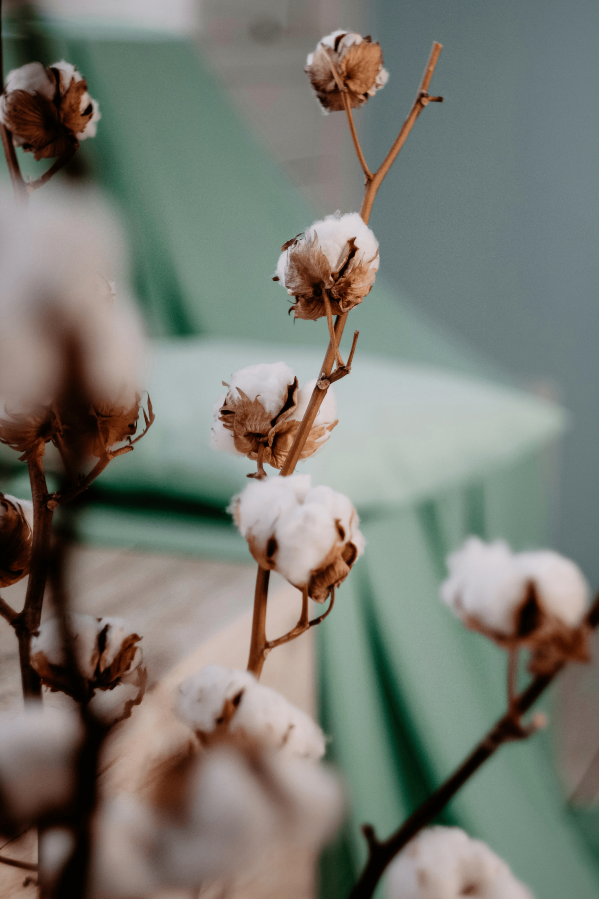Close-up of fluffy organic cotton bolls on a branch with a blurred green background.