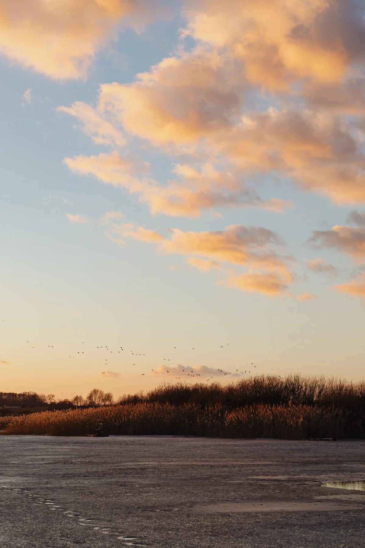 Soft orange clouds float above a frozen lakeshore at sunset, with reeds and distant trees silhouetted against the pastel sky.