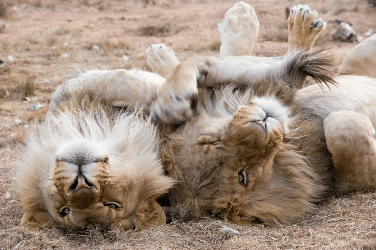 Two young male lions lie on their backs, paws in the air, play-fighting on the dry savannah grass.