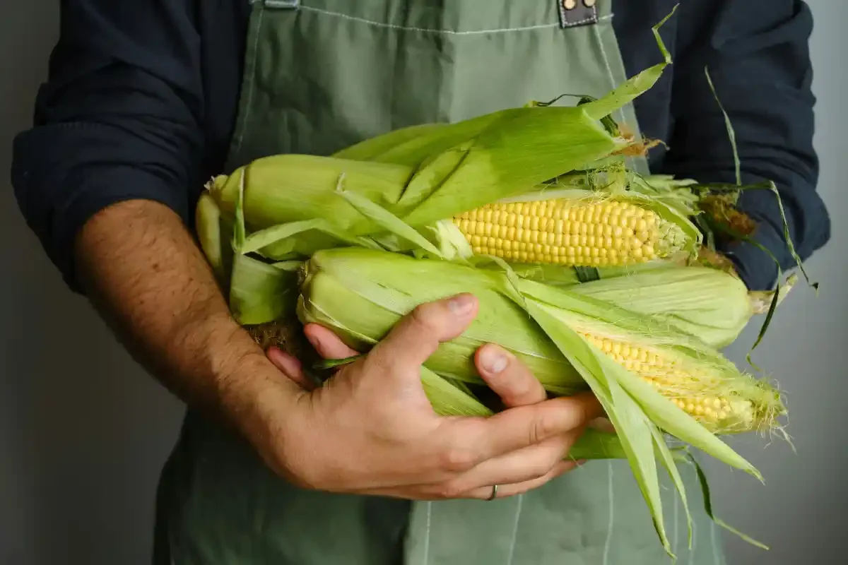Grower cradling freshly harvested ears of sweet corn still wrapped in green husks.