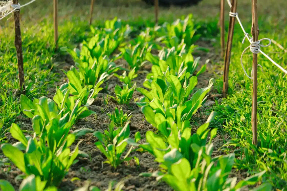 Rows of young leafy-green seedlings growing in neat soil beds on a sunlit organic farm.