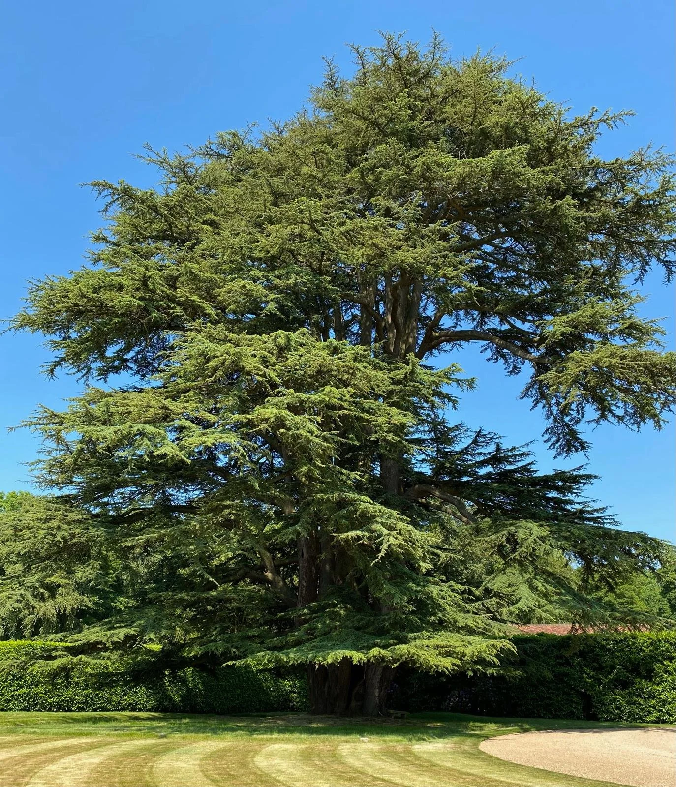 A mature tree and open lawns in Hampden House's grounds