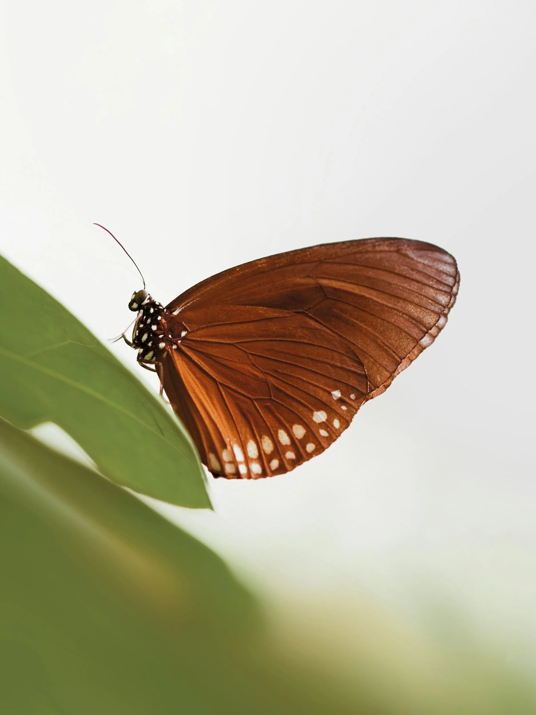 Mariposa marrón posada en una hoja verde, con alas abiertas mostrando patrones de puntos blancos.