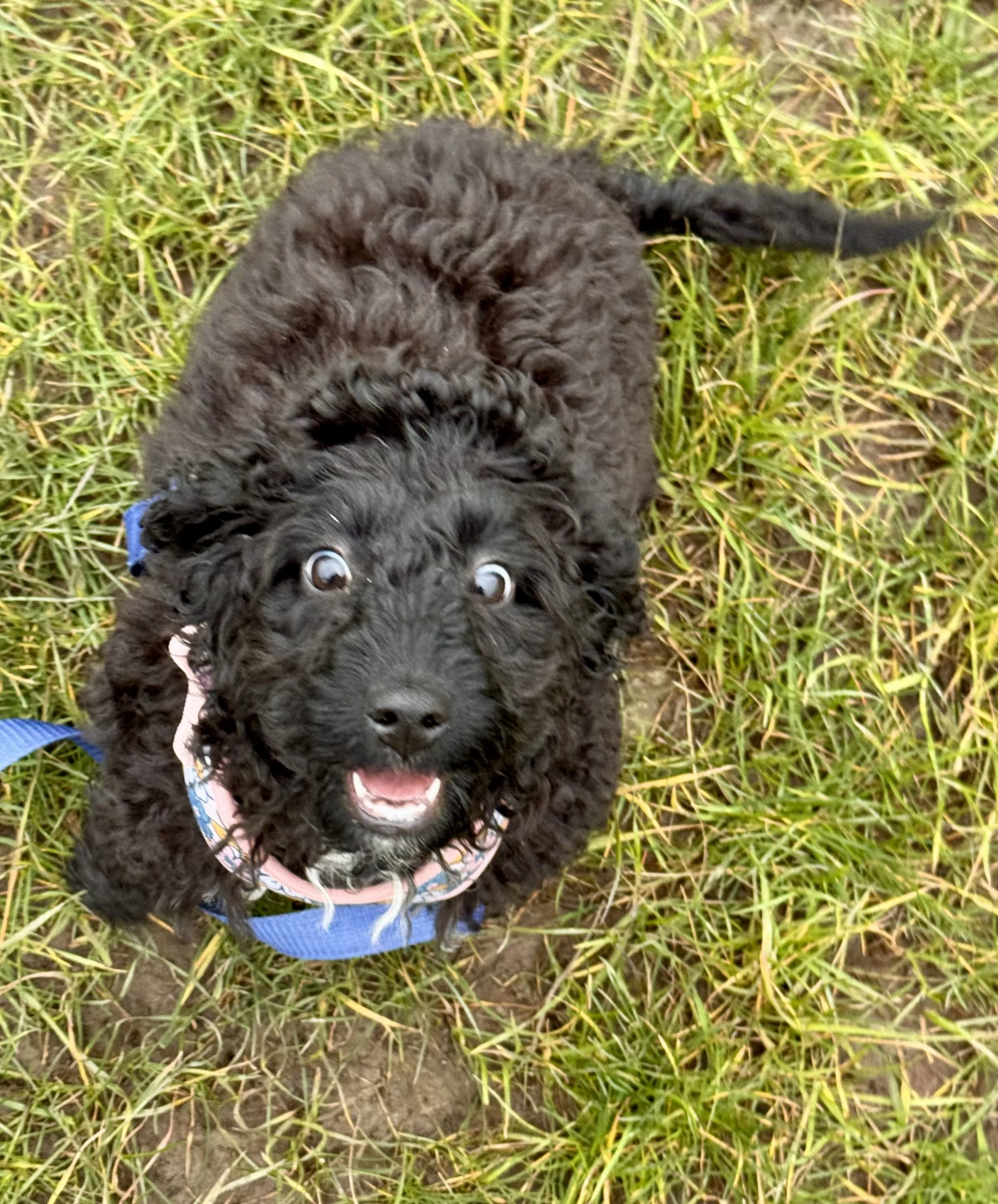 Black curly puppy lying on the grass, looking up with wide eyes, wearing a bandana around its neck.