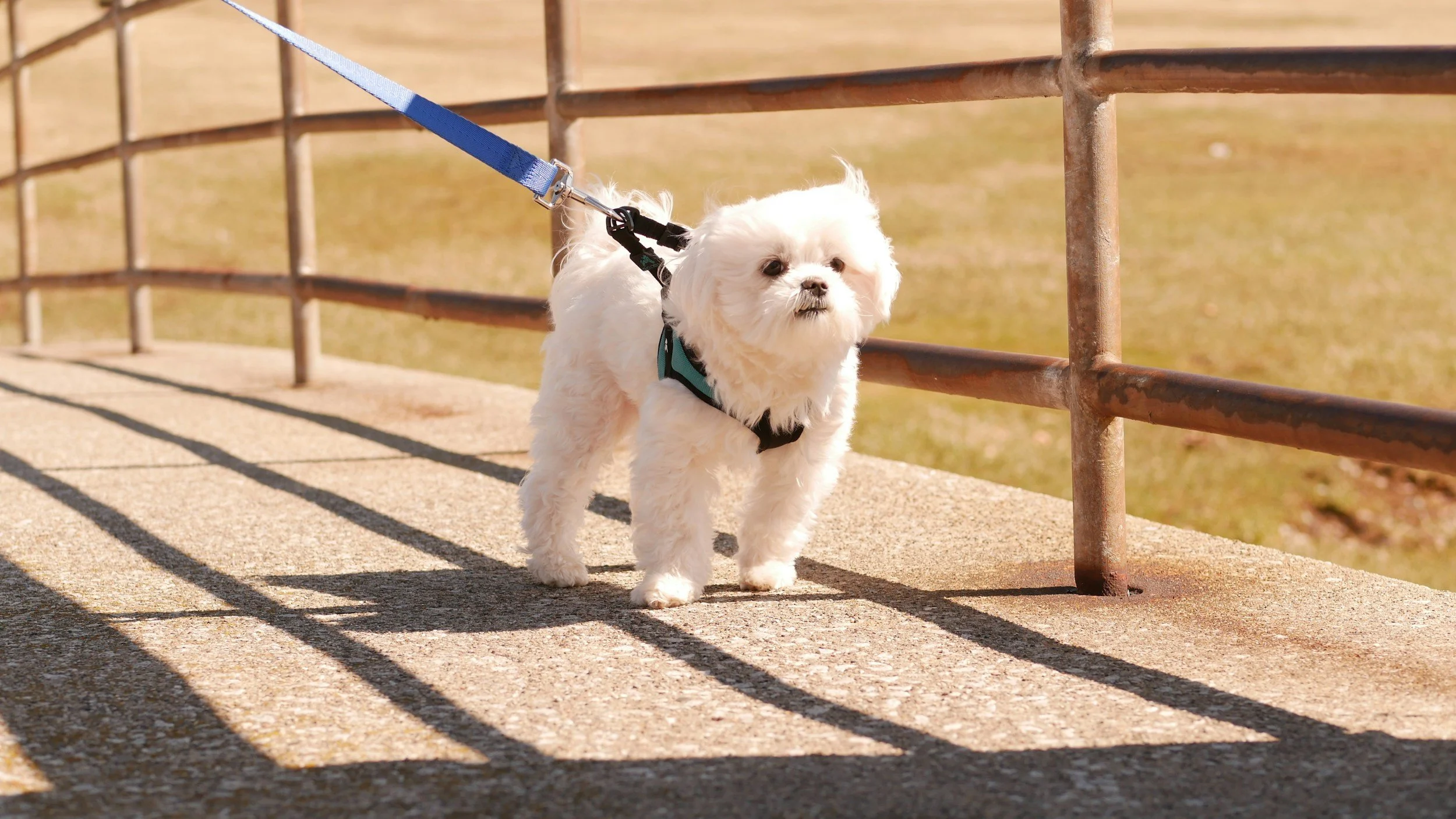 Puppy Club Walks October