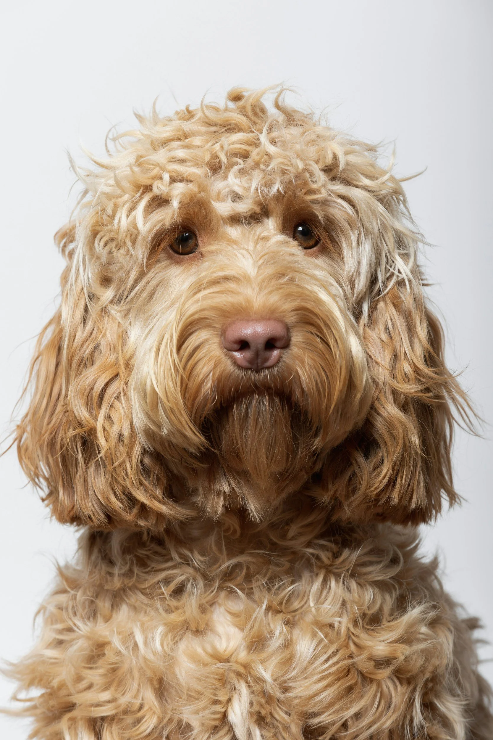 Close-up of a golden curly-haired dog, possibly a Labradoodle or goldendoodle, against a plain white background.