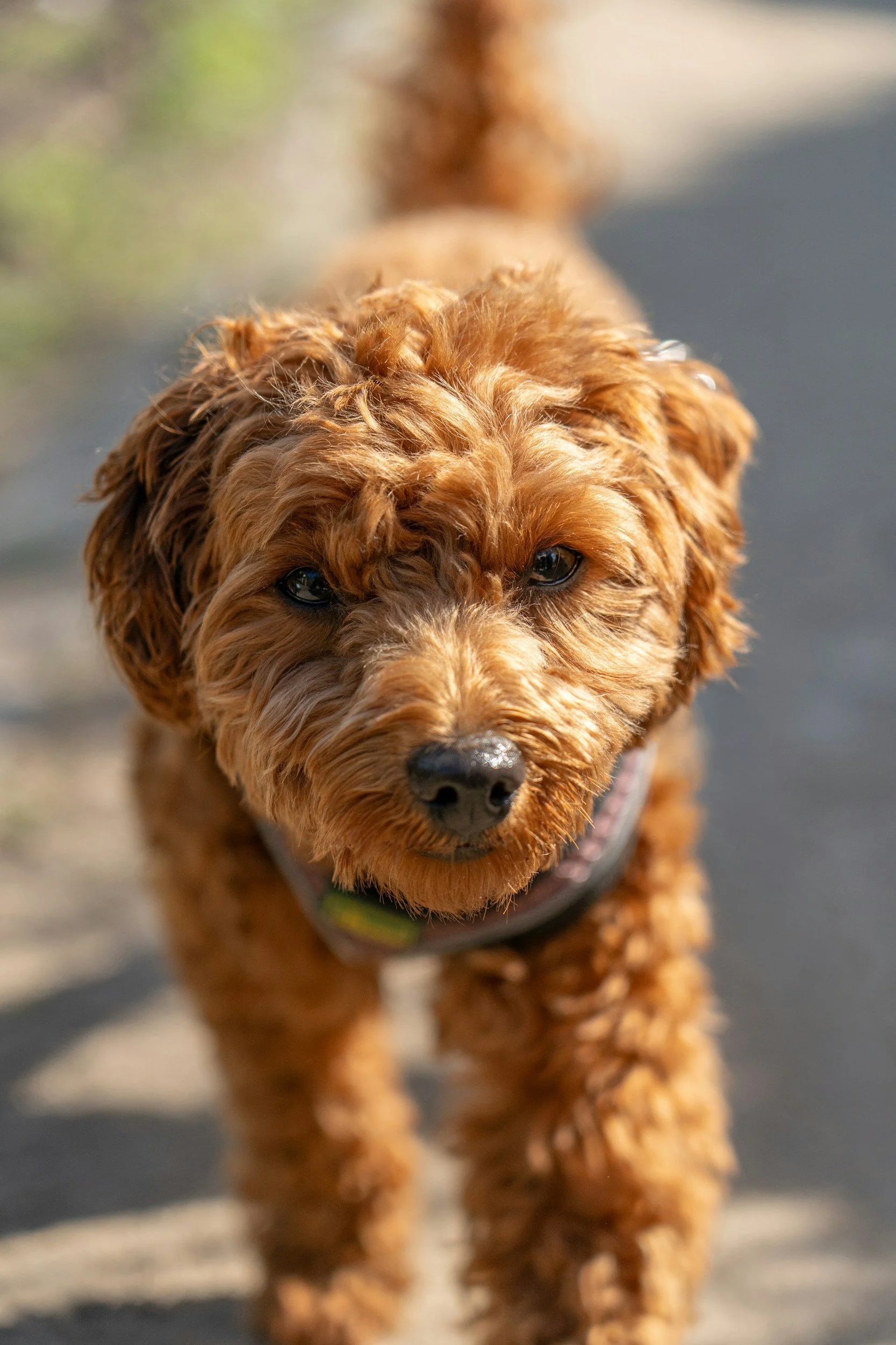 A close-up of a young, curly-haired, brown dog walking outdoors on a sunny day.