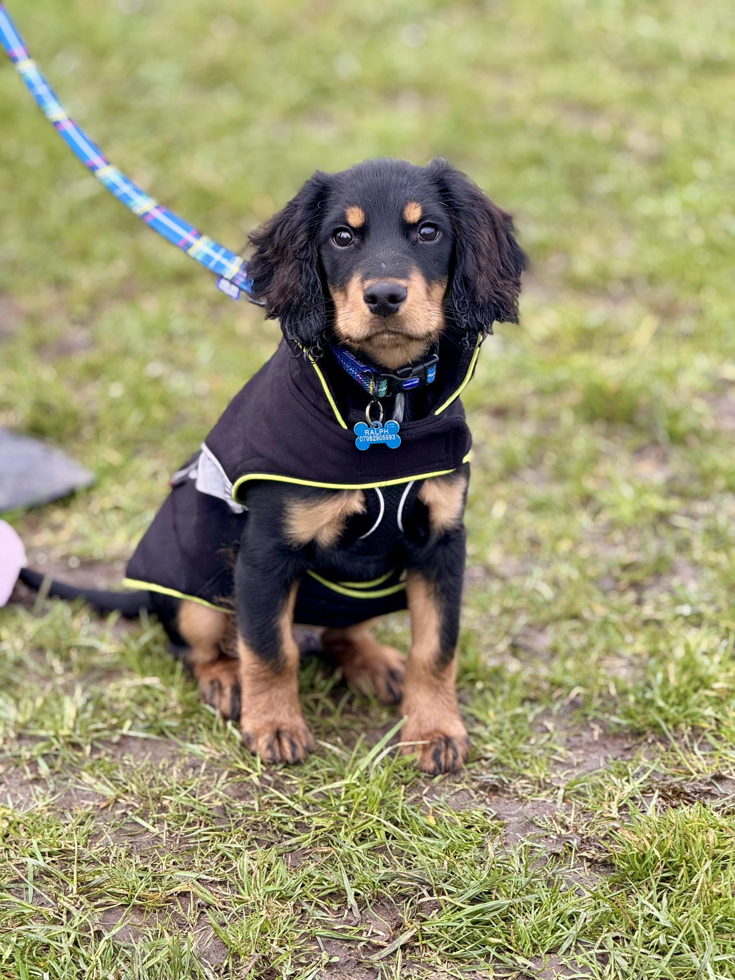 Puppy Life Skills Class