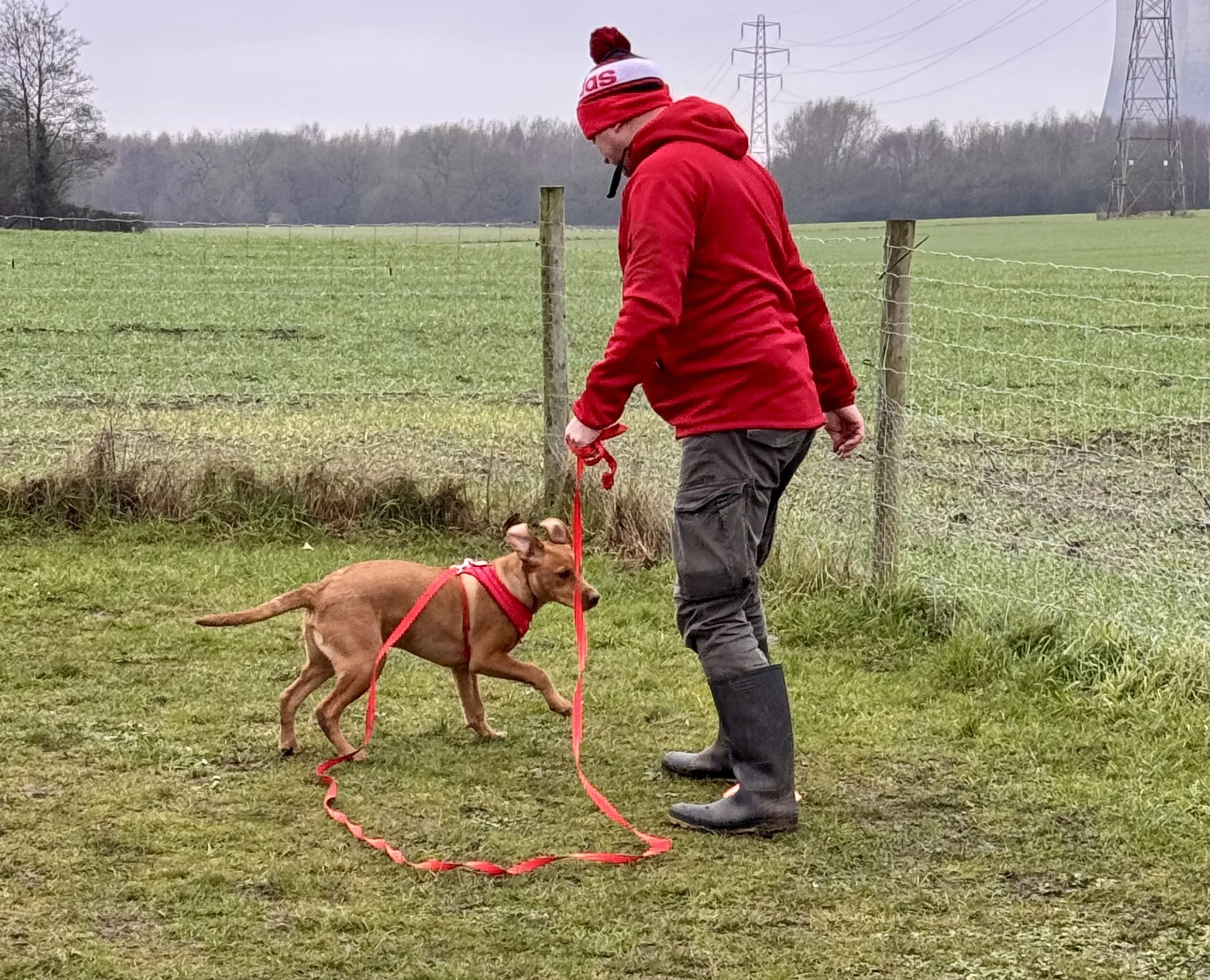 Rocket Recall for Puppies