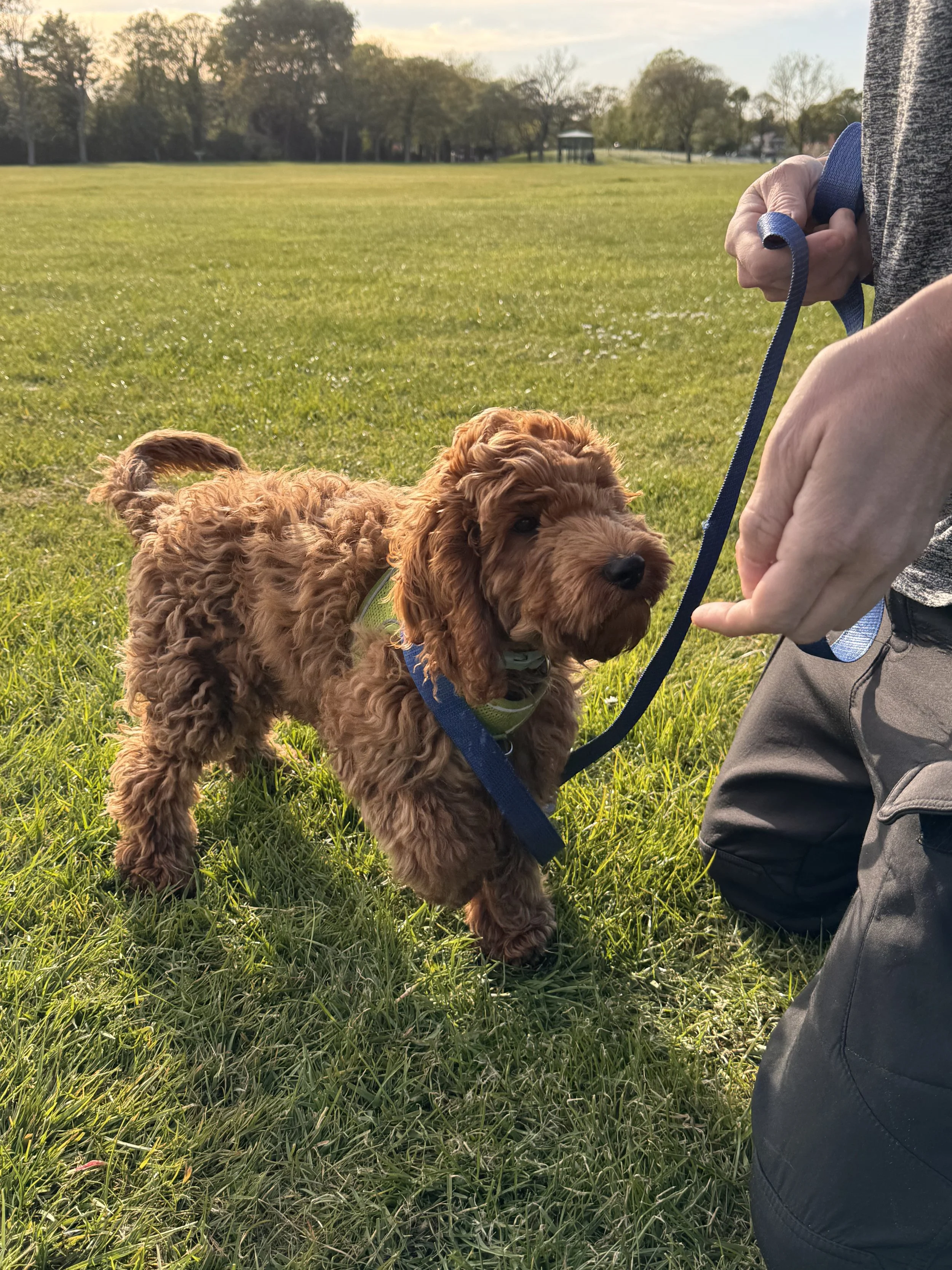 Puppy Life Skills Class - Warrington