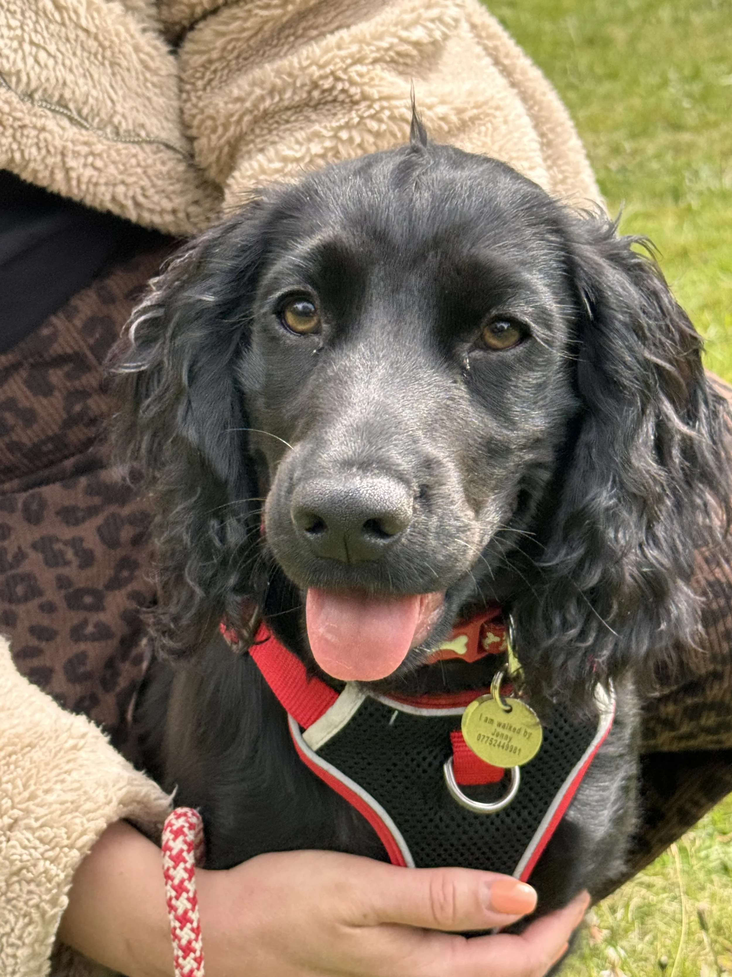 A black and gray dog with long, curly ears, lying on a person's lap outdoors. The dog is wearing a red and black harness with yellow tags that say 'I am walked by Sonny 07752443491.' The person is wearing a cream-colored fleece jacket, and the backgr