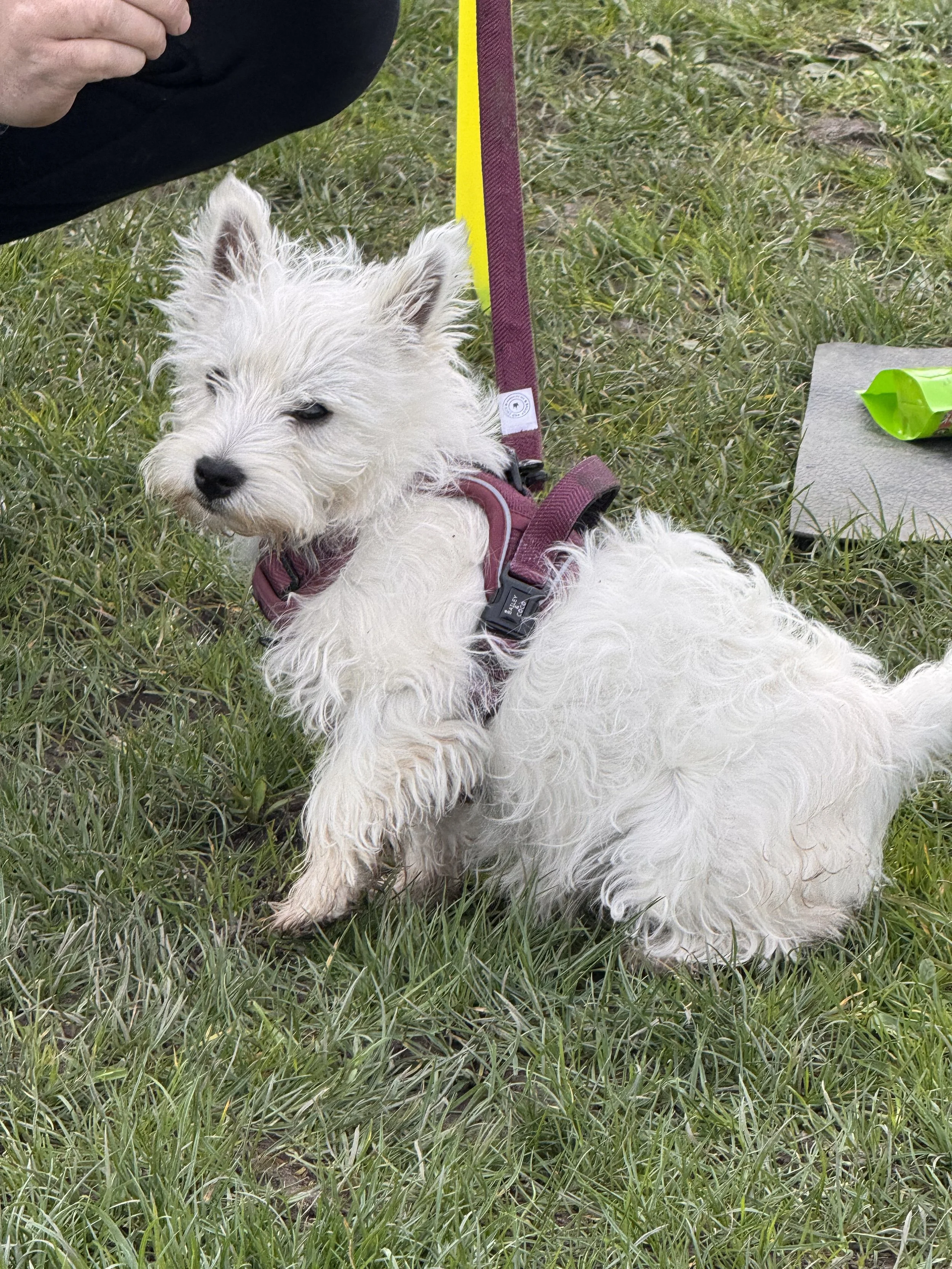 A white dog with curly fur lying on green grass, wearing a pink harness and purple leash, next to a gray mat and a green package, with a person's hand in the upper left corner.
