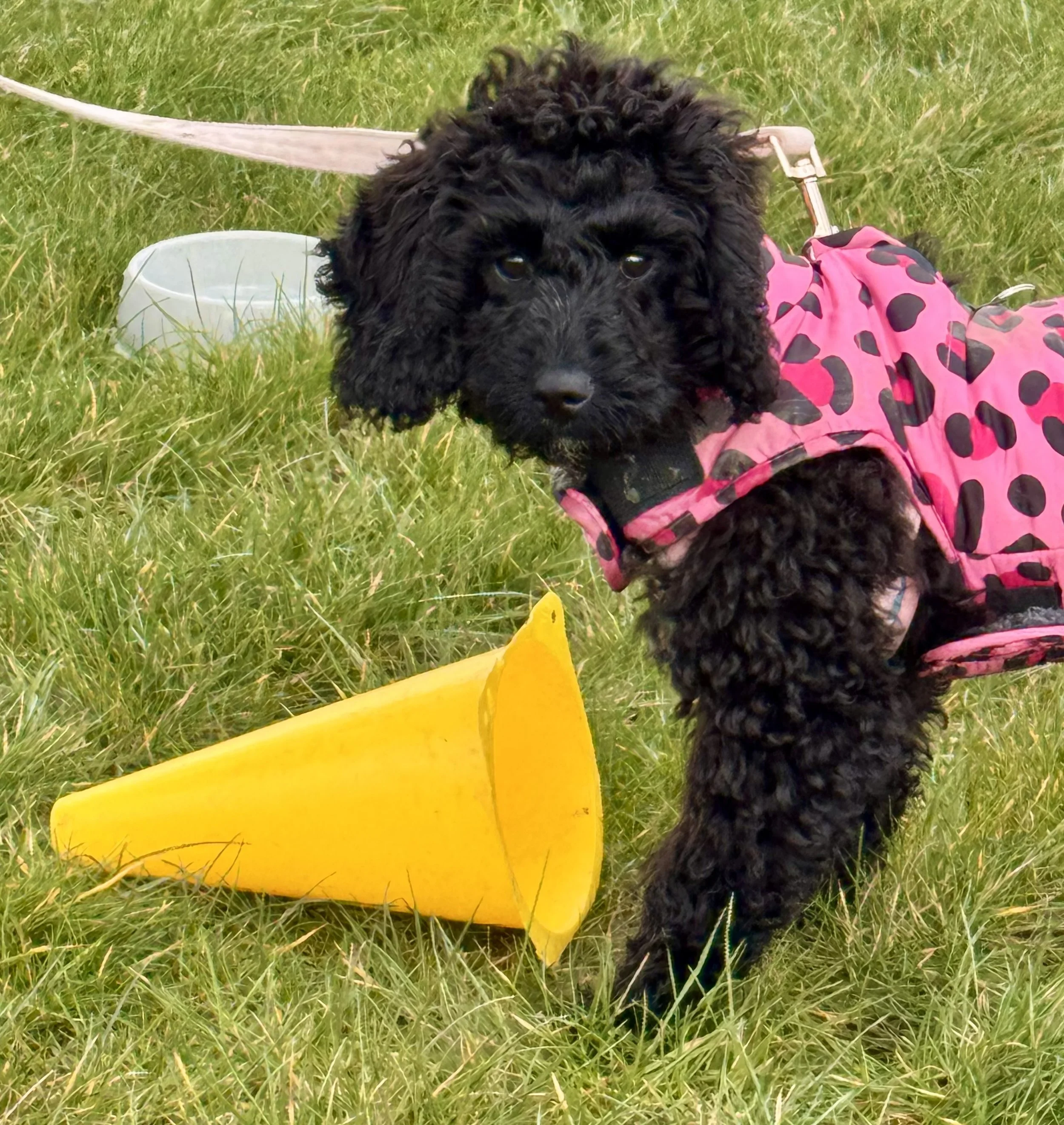 A black curly-haired puppy lying on green grass, wearing a pink and black polka dot coat, near a yellow object and a white plastic bowl.