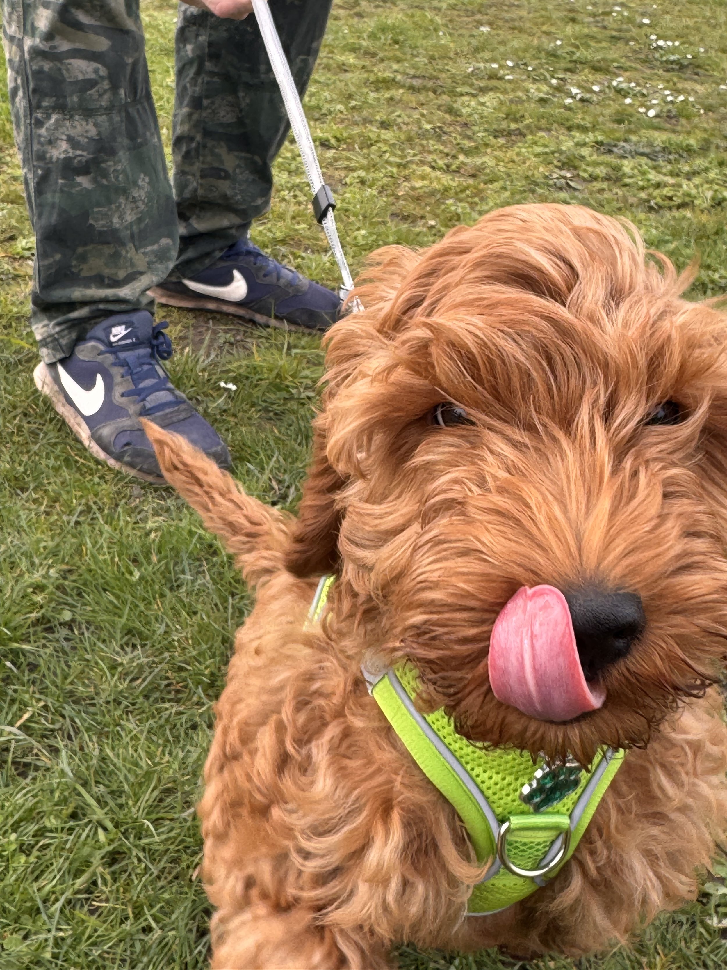 Close-up of a cockapoo puppy lying on green grass with its tongue out, wearing a bright green harness, and a person in camouflage pants and Nike sneakers holding the dog on a leash.