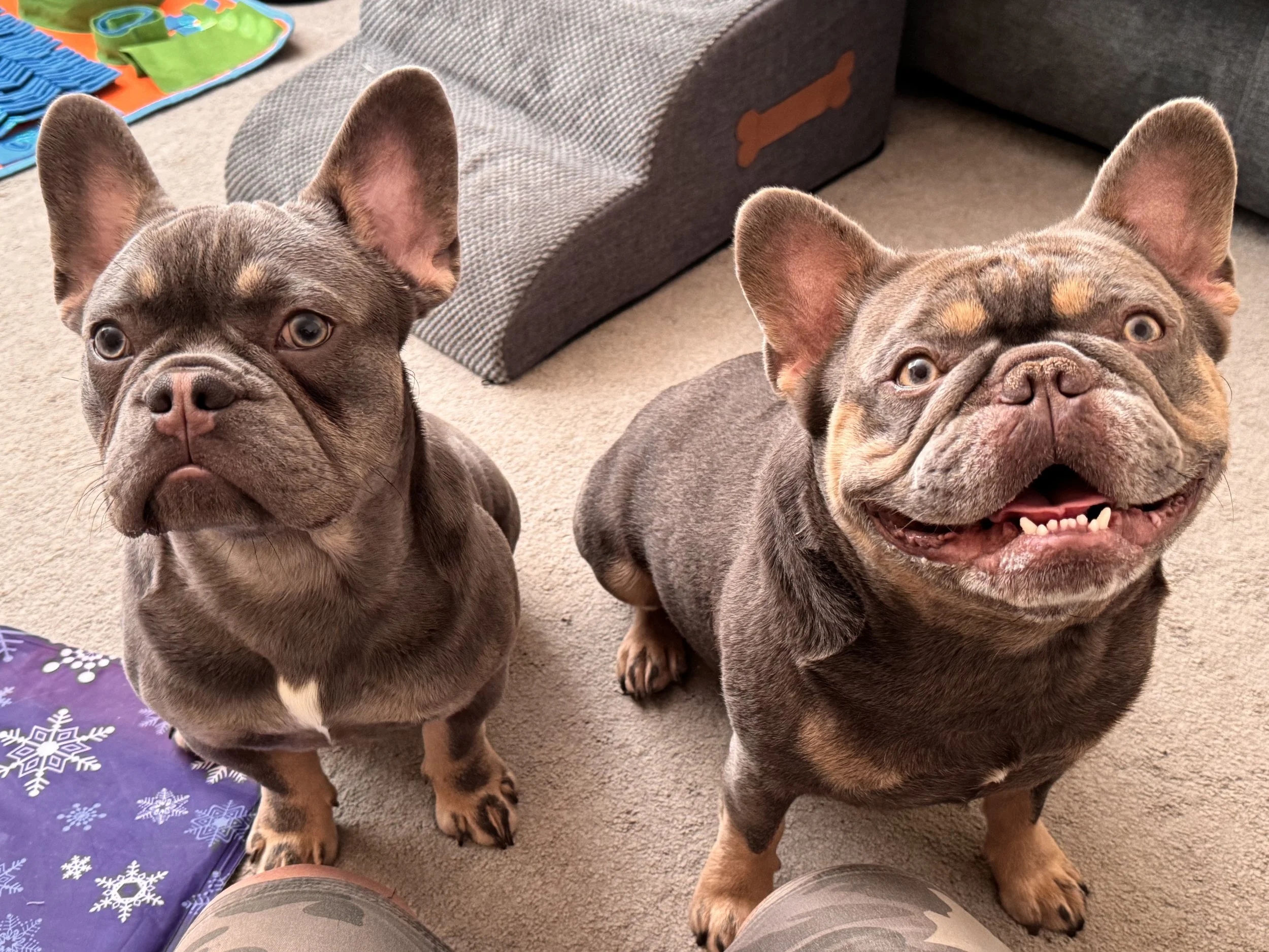 Two French Bulldogs sitting on a beige carpet, one with a brown coat and the other with a brindle coat with tan markings, both looking at the camera.