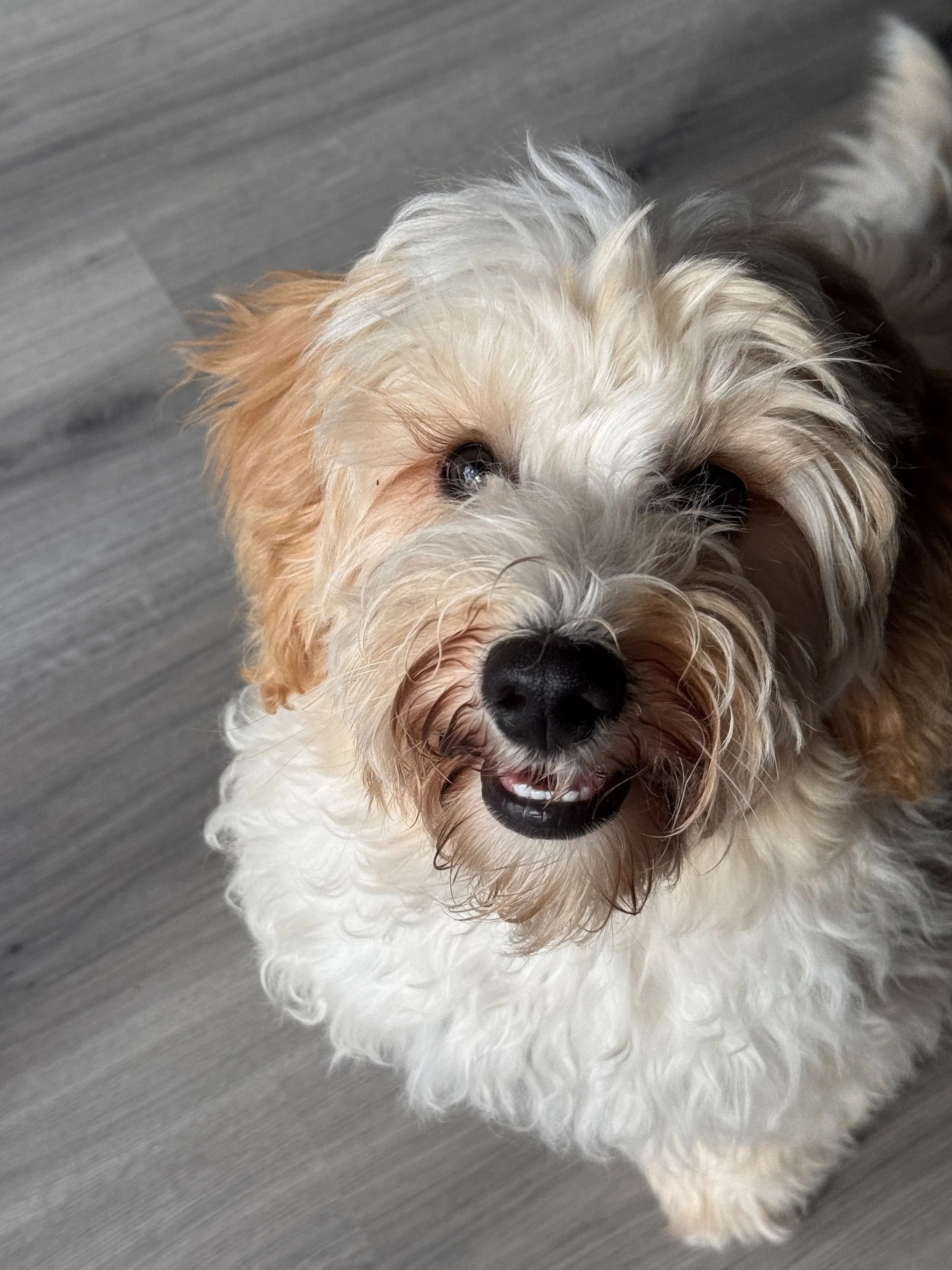 Close-up of a fluffy, cream-colored dog with a curly coat, black nose, and dark eyes, standing on a gray wooden floor.