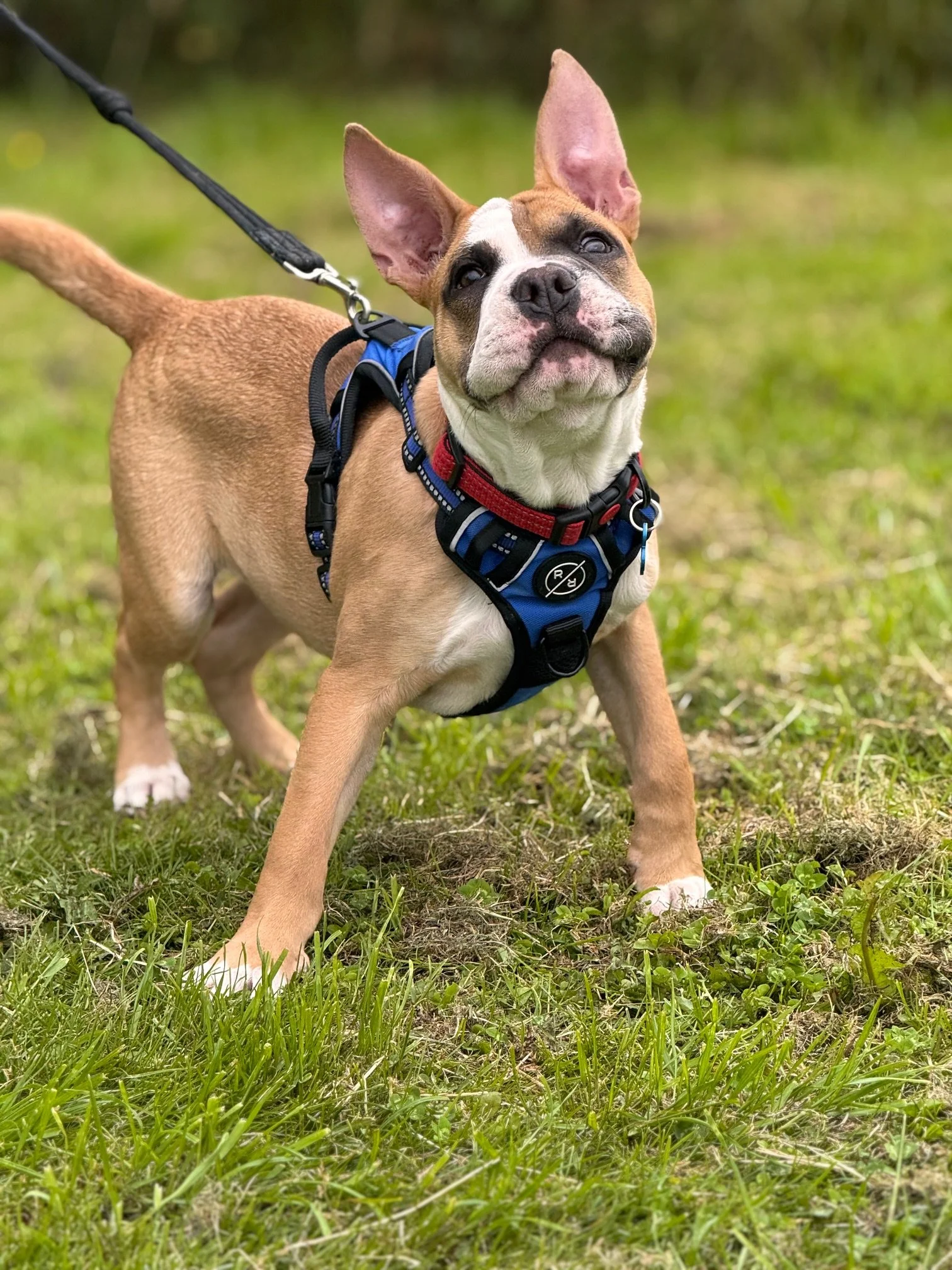puppy in training class in warrington