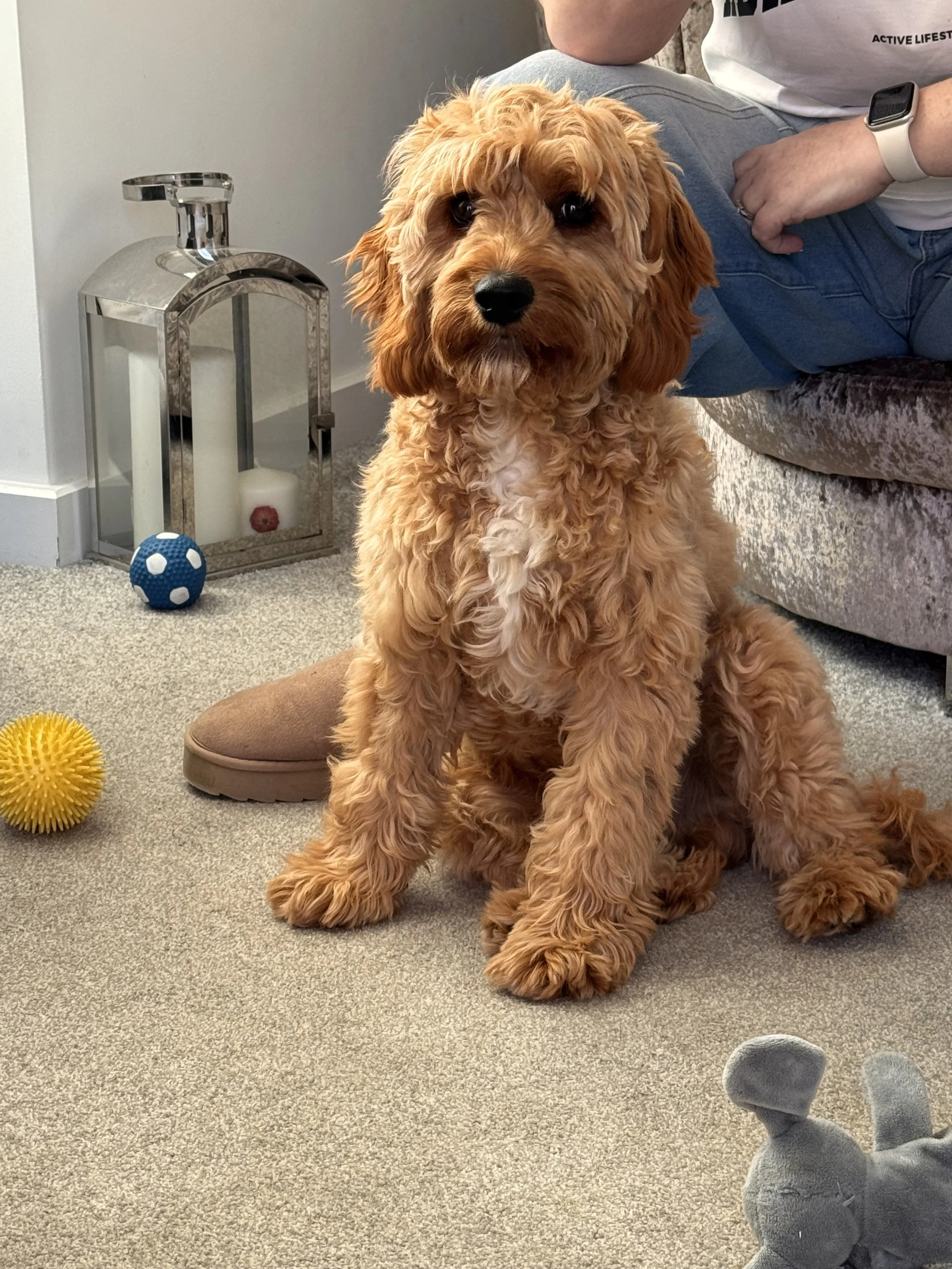 A cute, fluffy, tan-colored puppy with curly fur sitting on a beige carpet. The puppy has dark eyes and a black nose. In the background, there is a person wearing a white shirt, blue jeans, and a smartwatch on their wrist. To the left, there is a can