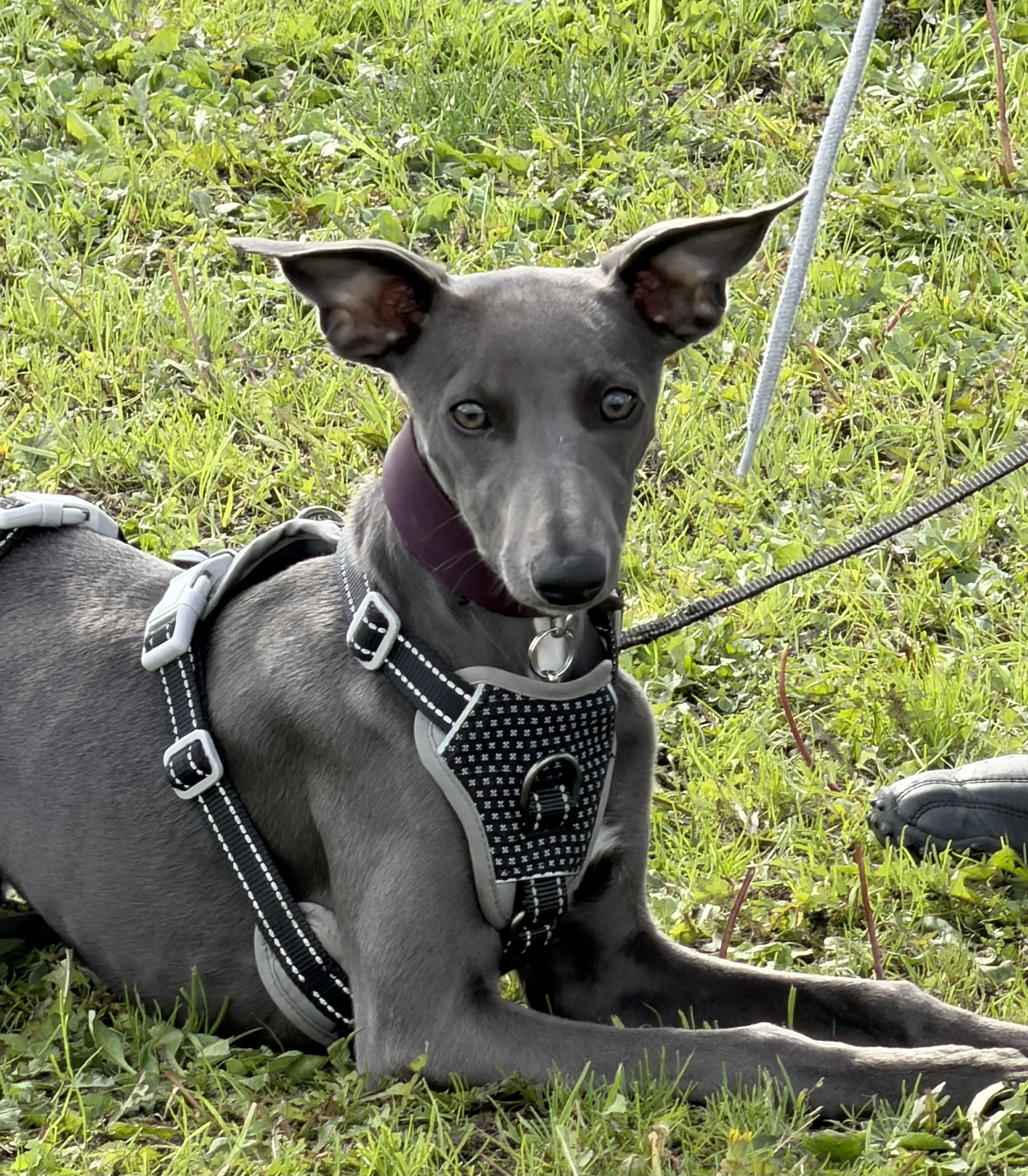 Whippet puppy in training class warrington