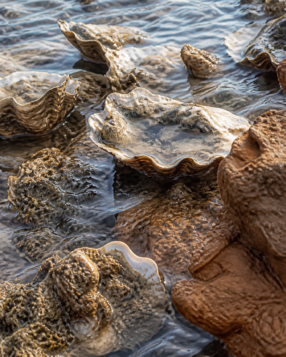 Oyster shells and coastal water representing ecosystem restoration