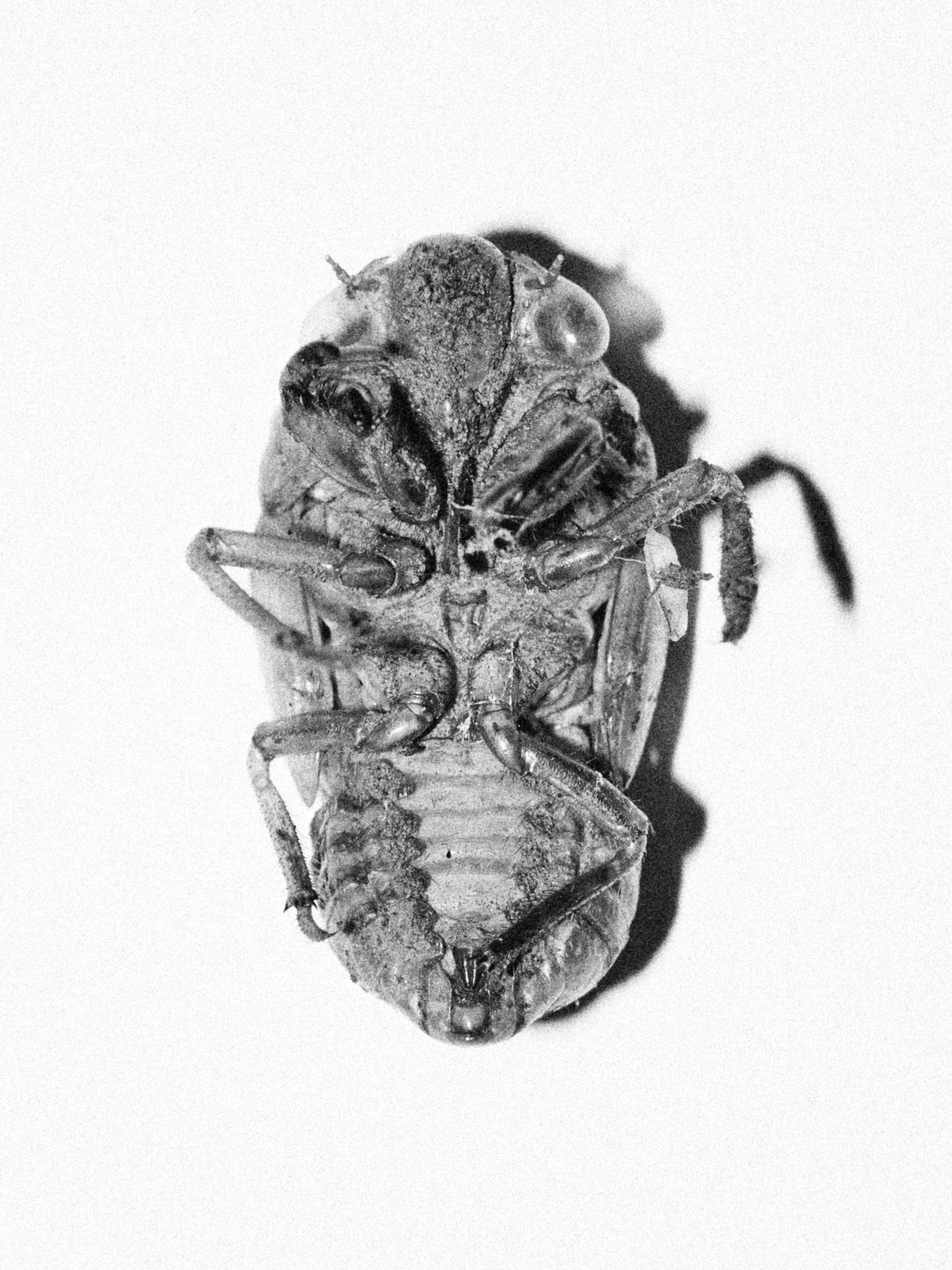 Coleccion #18584.jpg