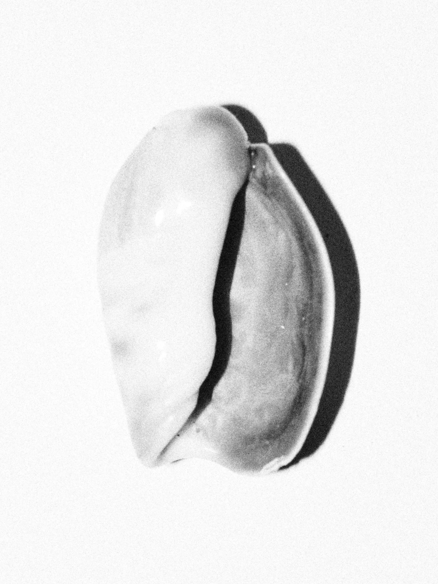 Coleccion #18596.jpg