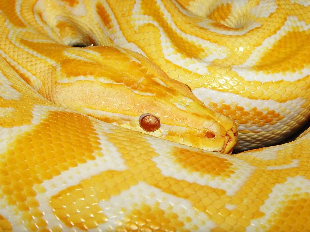 slink floyd.jpg