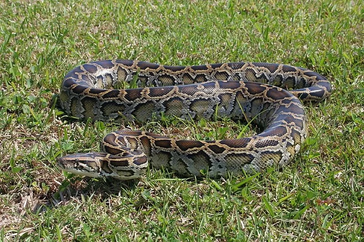generic burm.jpg